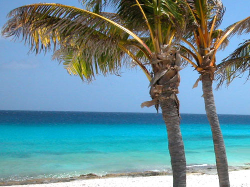 Beach with Palm Tree