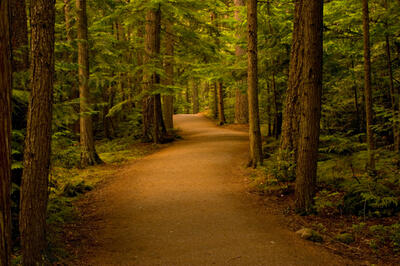 forest path with trees on each side
