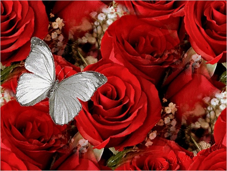 red roses butterfly