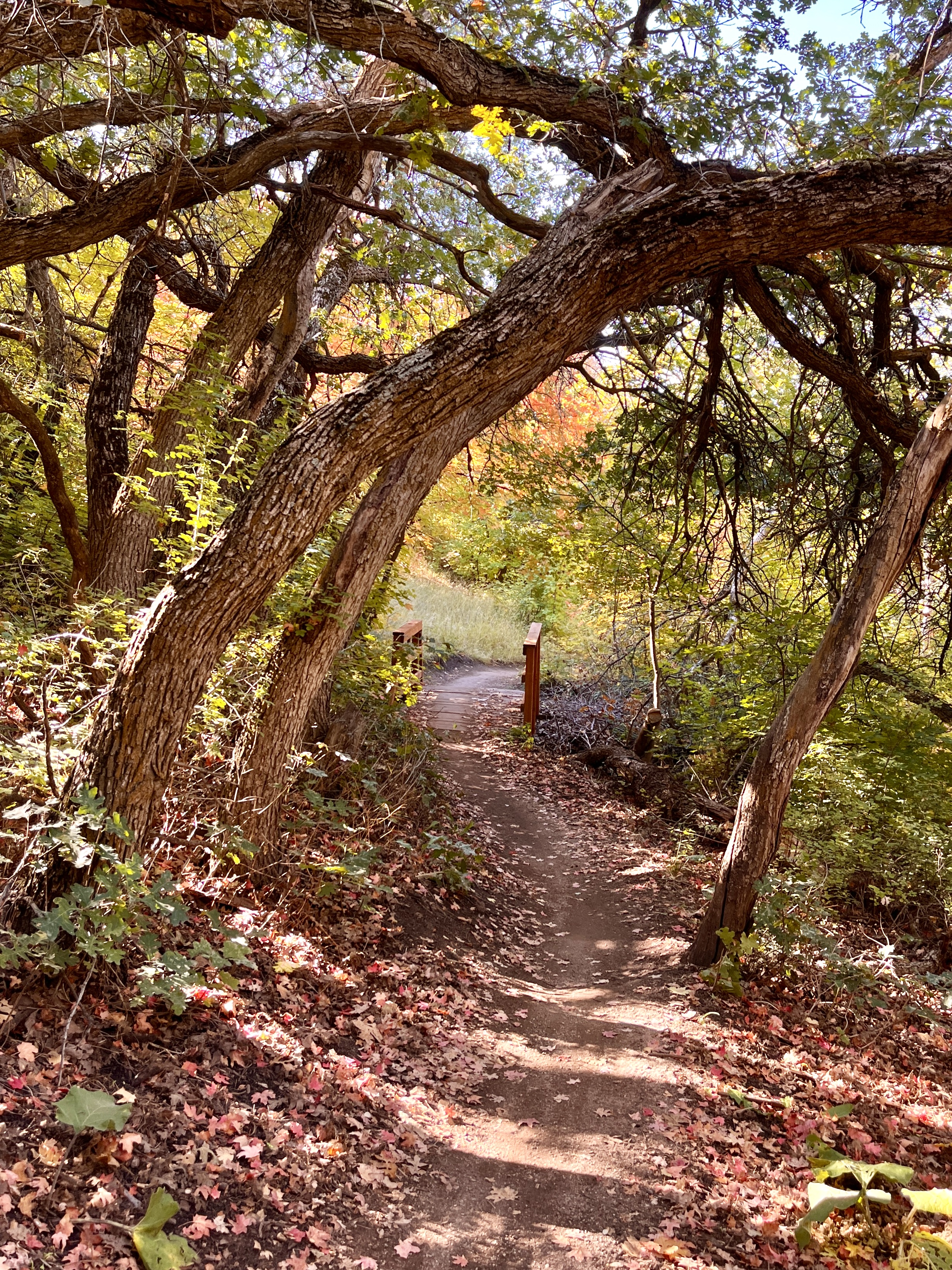 Walk and Talk Therapy